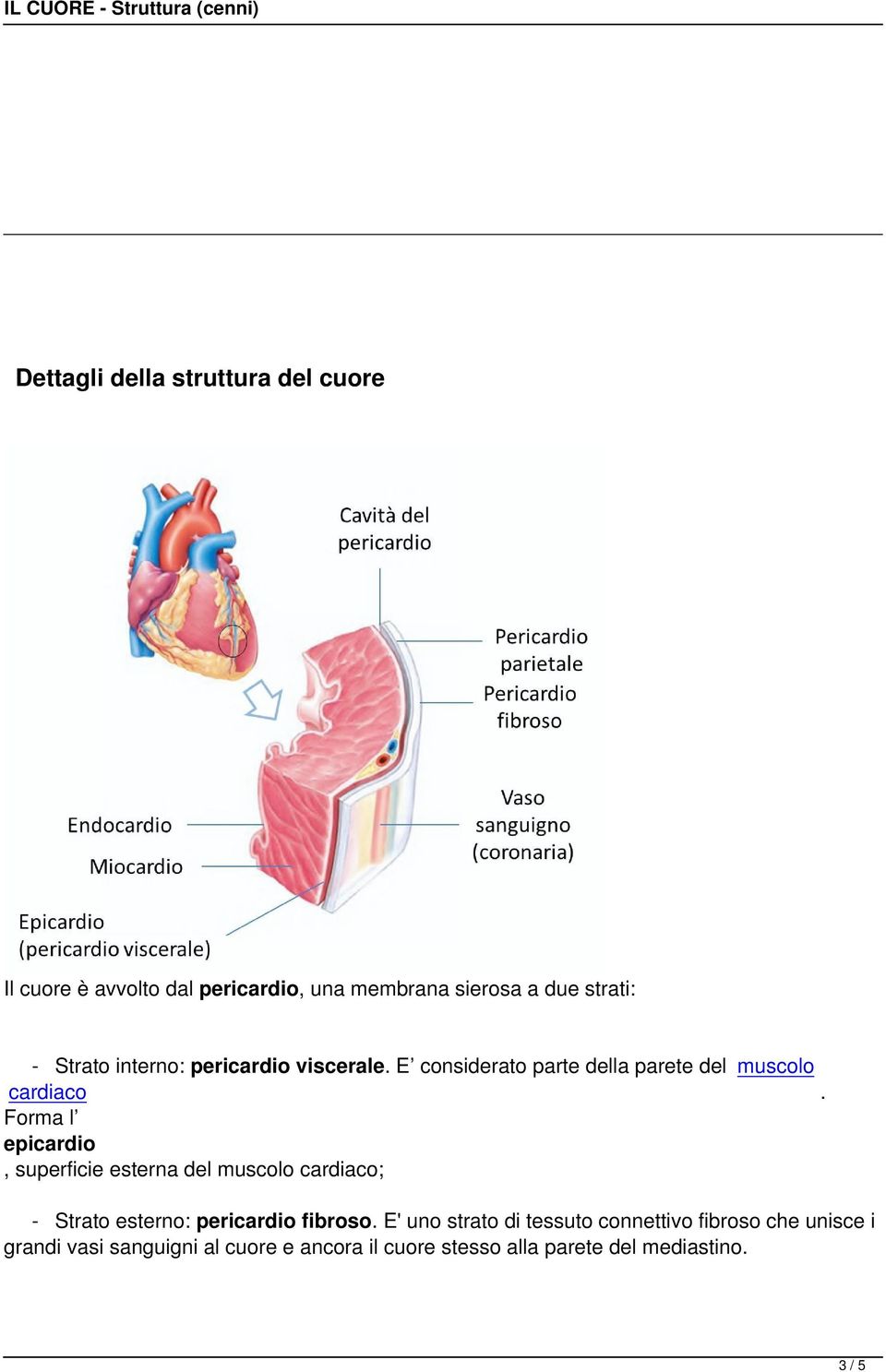 Forma l epicardio, superficie esterna del muscolo cardiaco; - Strato esterno: pericardio fibroso.
