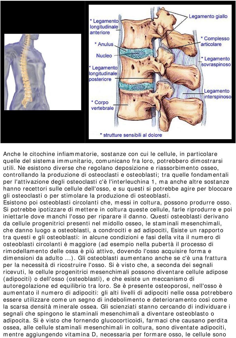 l'interleuchina 1, ma anche altre sostanze hanno recettori sulle cellule dell'osso, e su questi si potrebbe agire per bloccare gli osteoclasti o per stimolare la produzione di osteoblasti.