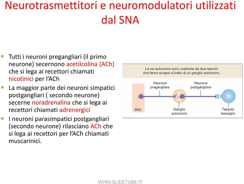 postgangliari ( secondo neurone) secerne noradrenalina che si lega ai recettori chiamati adrenergici I neuroni