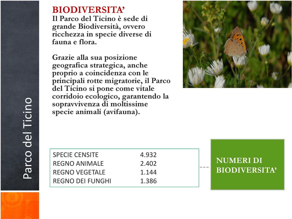 migratorie, il Parco del Ticino si pone come vitale corridoio ecologico, garantendo la sopravvivenza di moltissime