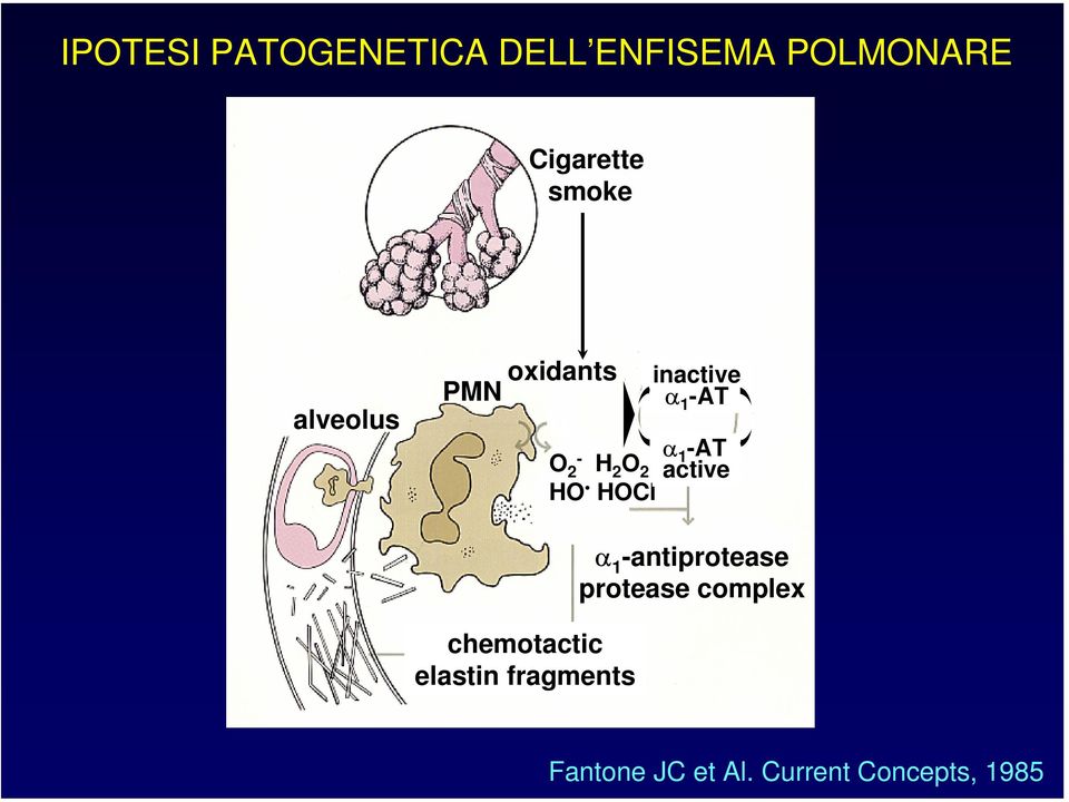 -AT α 1 -AT active chemotactic elastin fragments α 1