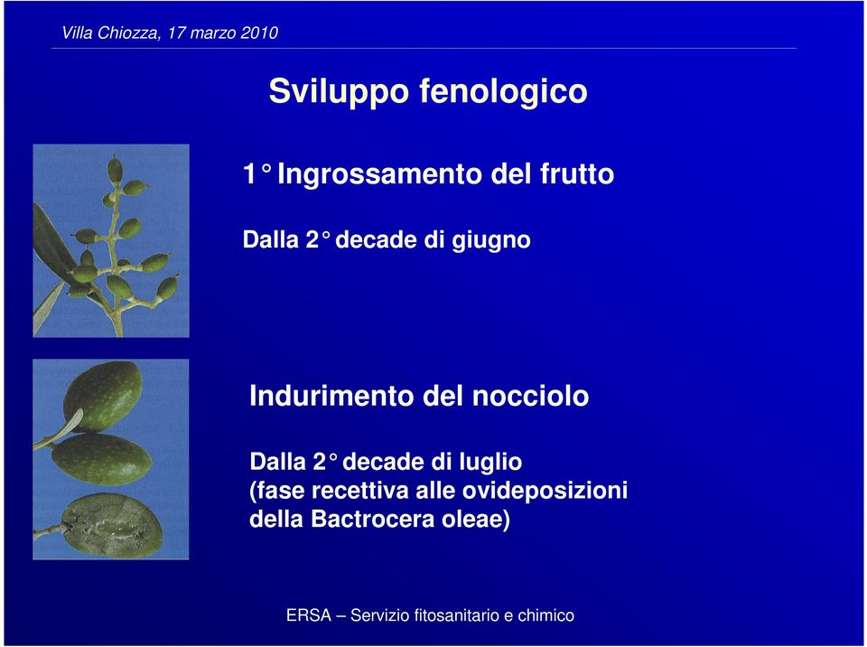 del nocciolo Dalla 2 decade di luglio (fase