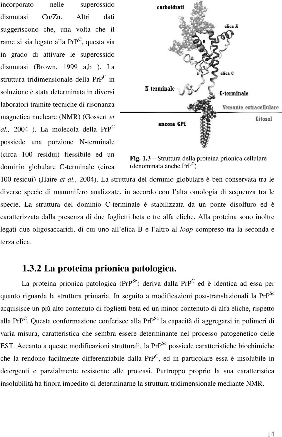 La molecola della PrP C possiede una porzione N-terminale (circa 100 residui) flessibile ed un dominio globulare C-terminale (circa 100 residui) (Haire et al., 2004).