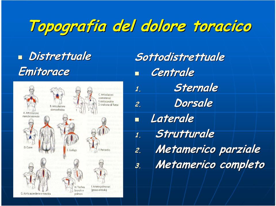 Sternale 2. Dorsale Laterale 1.