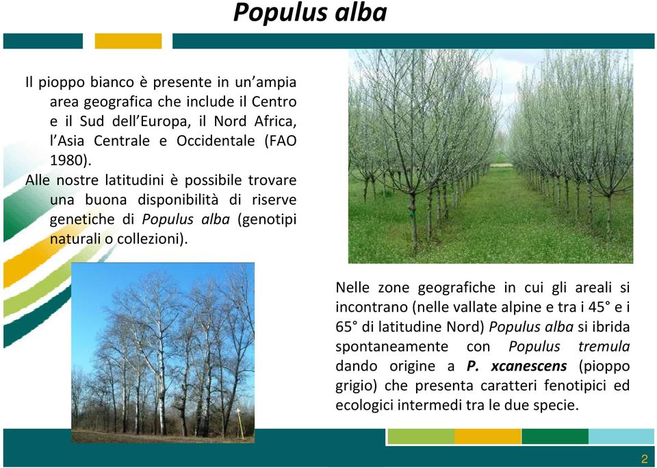 Nelle zone geografiche in cui gli areali si incontrano (nelle vallate alpine e tra i 45 e i 65 di latitudine Nord) Populus alba si ibrida