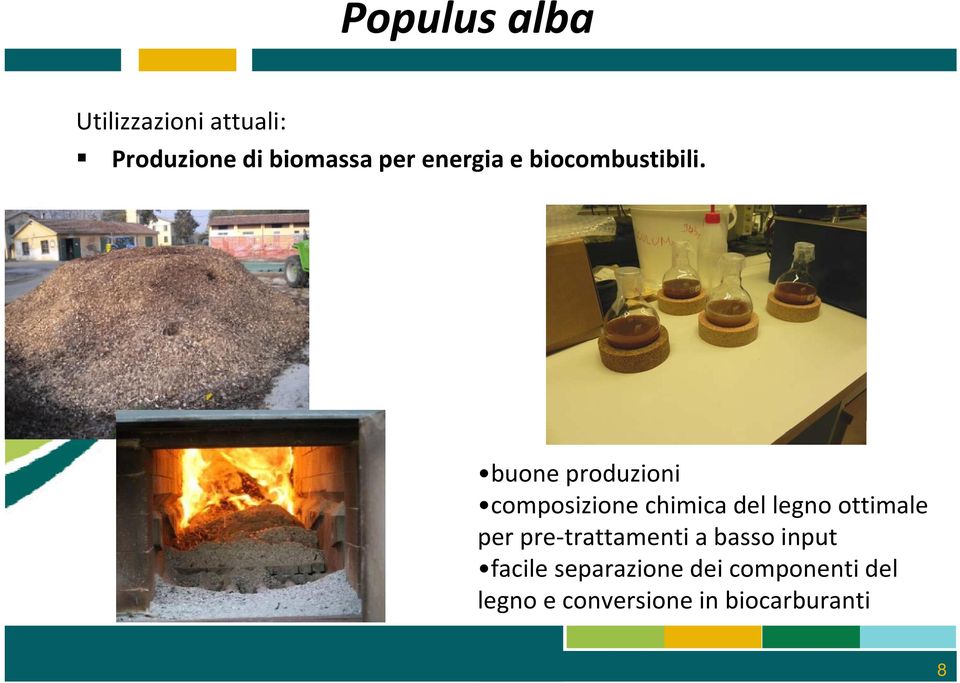 buone produzioni composizione chimica del legno ottimale per