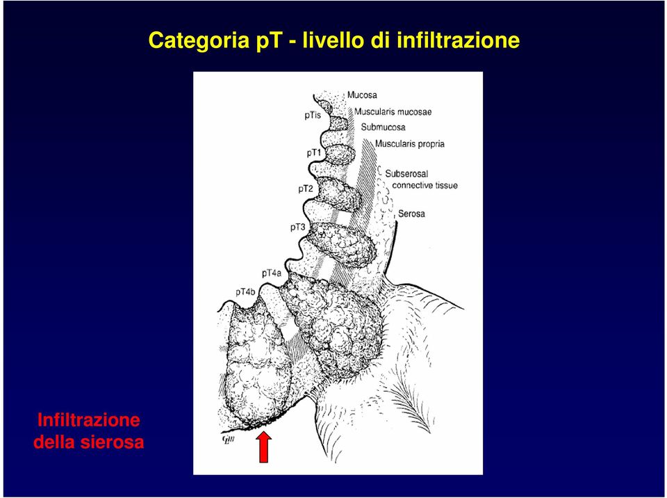 Categoria pt -