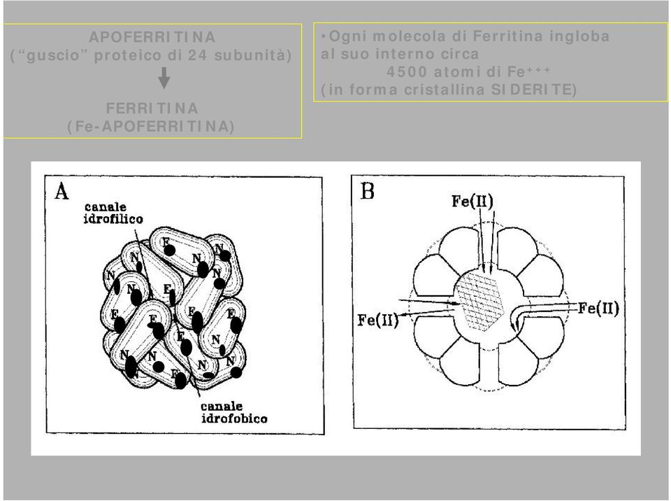 molecola di Ferritina ingloba al suo interno