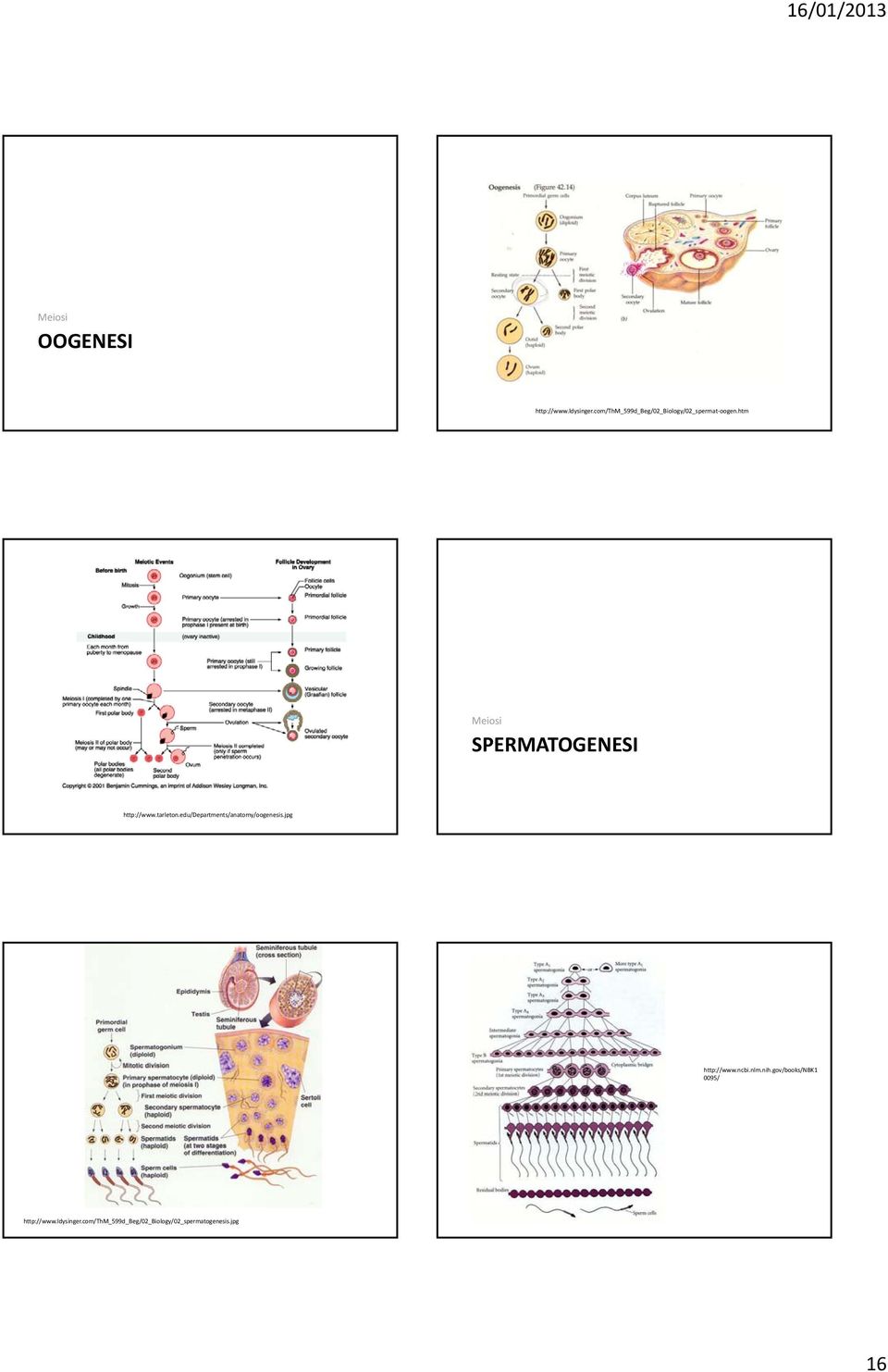 htm Meiosi SPERMATOGENESI http://www.tarleton.