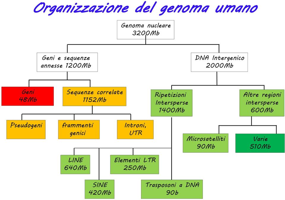 1400Mb Altre regioni intersperse 600Mb Pseudogeni frammenti genici Introni, UTR