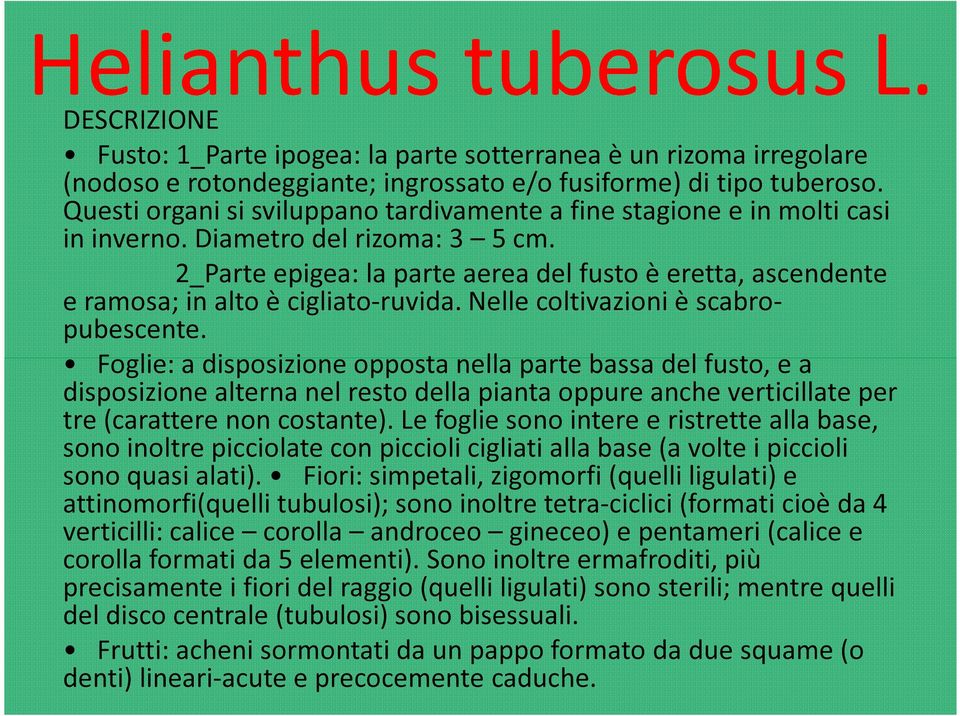 2_Parte epigea: la parte aerea del fusto è eretta, ascendente e ramosa; in alto è cigliato-ruvida. Nelle coltivazioni è scabropubescente.