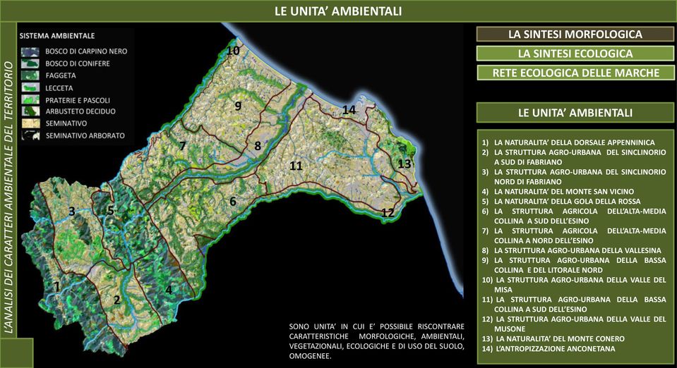 RETE ECOLOGICA DELLE MARCHE LE UNITA AMBIENTALI 1) LA NATURALITA DELLA DORSALE APPENNINICA 2) LA STRUTTURA AGRO-URBANA DEL SINCLINORIO A SUD DI FABRIANO 3) LA STRUTTURA AGRO-URBANA DEL SINCLINORIO