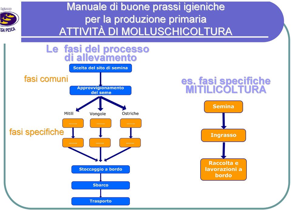 allevamento fasi comuni es.