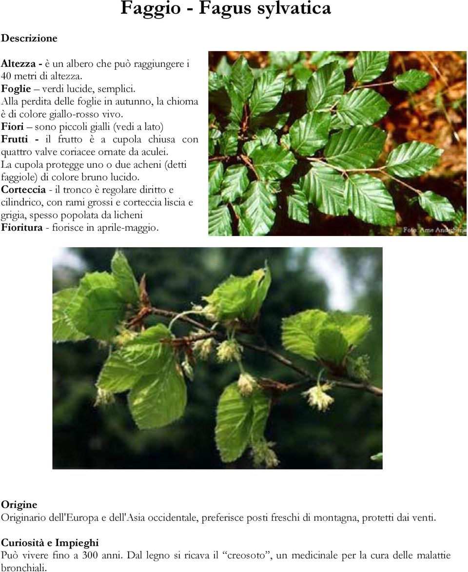 Corteccia - il tronco è regolare diritto e cilindrico, con rami grossi e corteccia liscia e grigia, spesso popolata da licheni Fioritura - fiorisce in aprile-maggio.