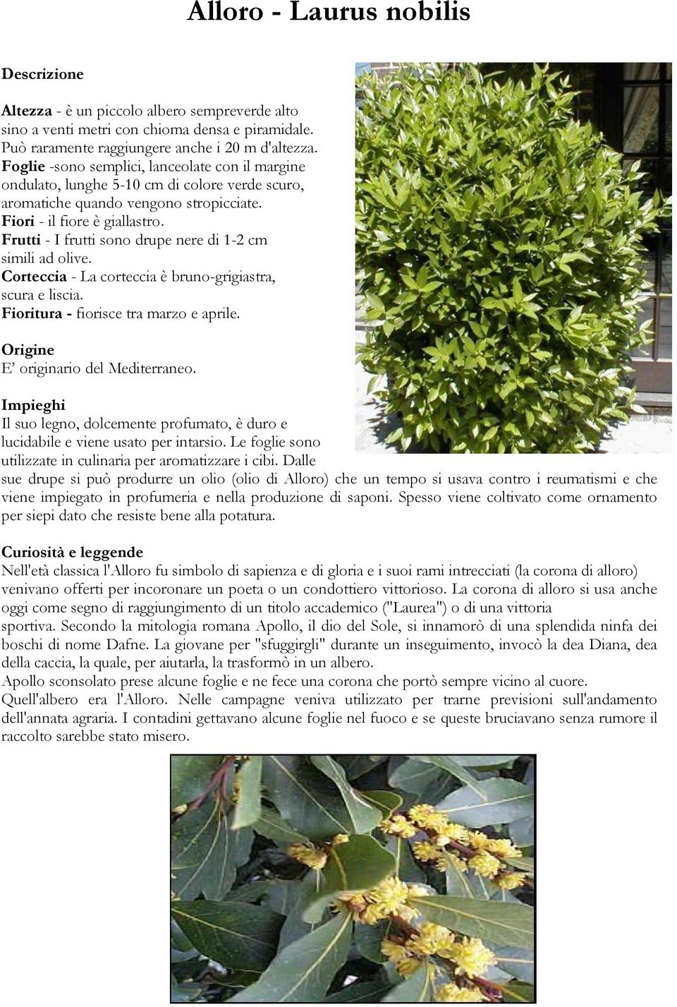 Frutti - I frutti sono drupe nere di 1-2 cm simili ad olive. Corteccia - La corteccia è bruno-grigiastra, scura e liscia. Fioritura - fiorisce tra marzo e aprile. E originario del Mediterraneo.