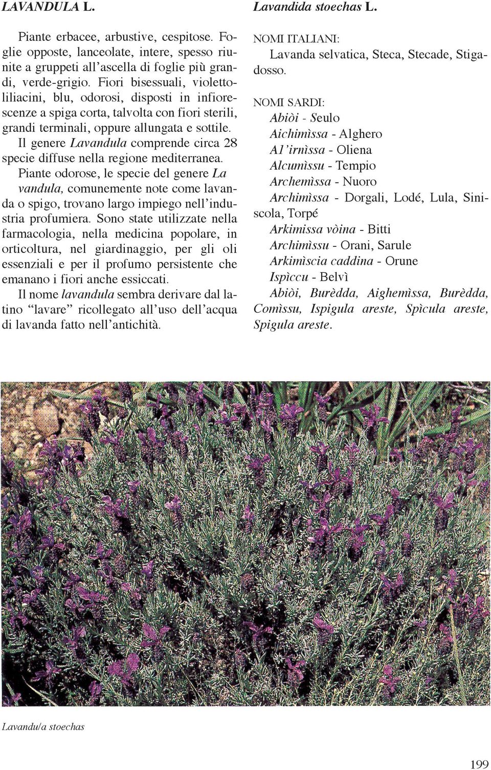 Il genere Lavandula comprende circa 28 specie diffuse nella regione mediterranea.