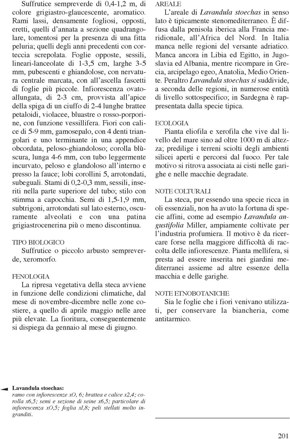 Foglie opposte, sessili, lineari-lanceolate di 1-3,5 cm, larghe 3-5 mm, pubescenti e ghiandolose, con nervatura centrale marcata, con all ascella fascetti di foglie più piccole.