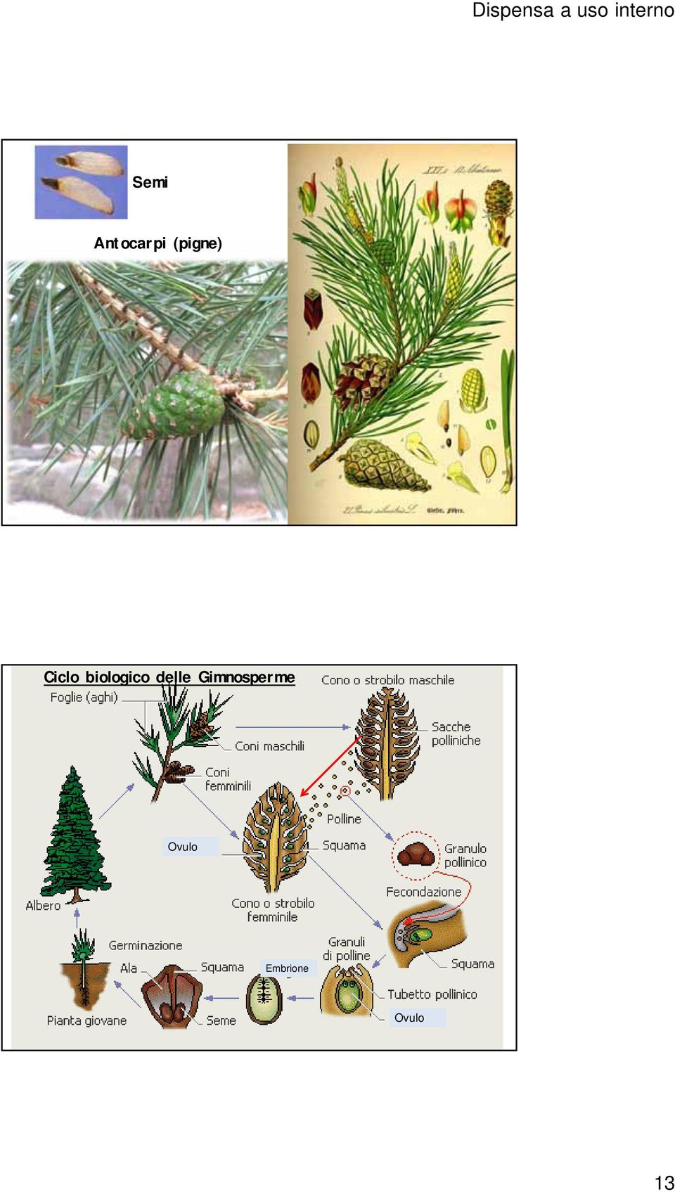 biologico delle