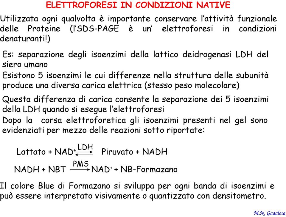 peso molecolare) Questa differenza di carica consente la separazione dei 5 isoenzimi della LDH quando si esegue l elettroforesi Dopo la corsa elettroforetica gli isoenzimi presenti nel gel sono