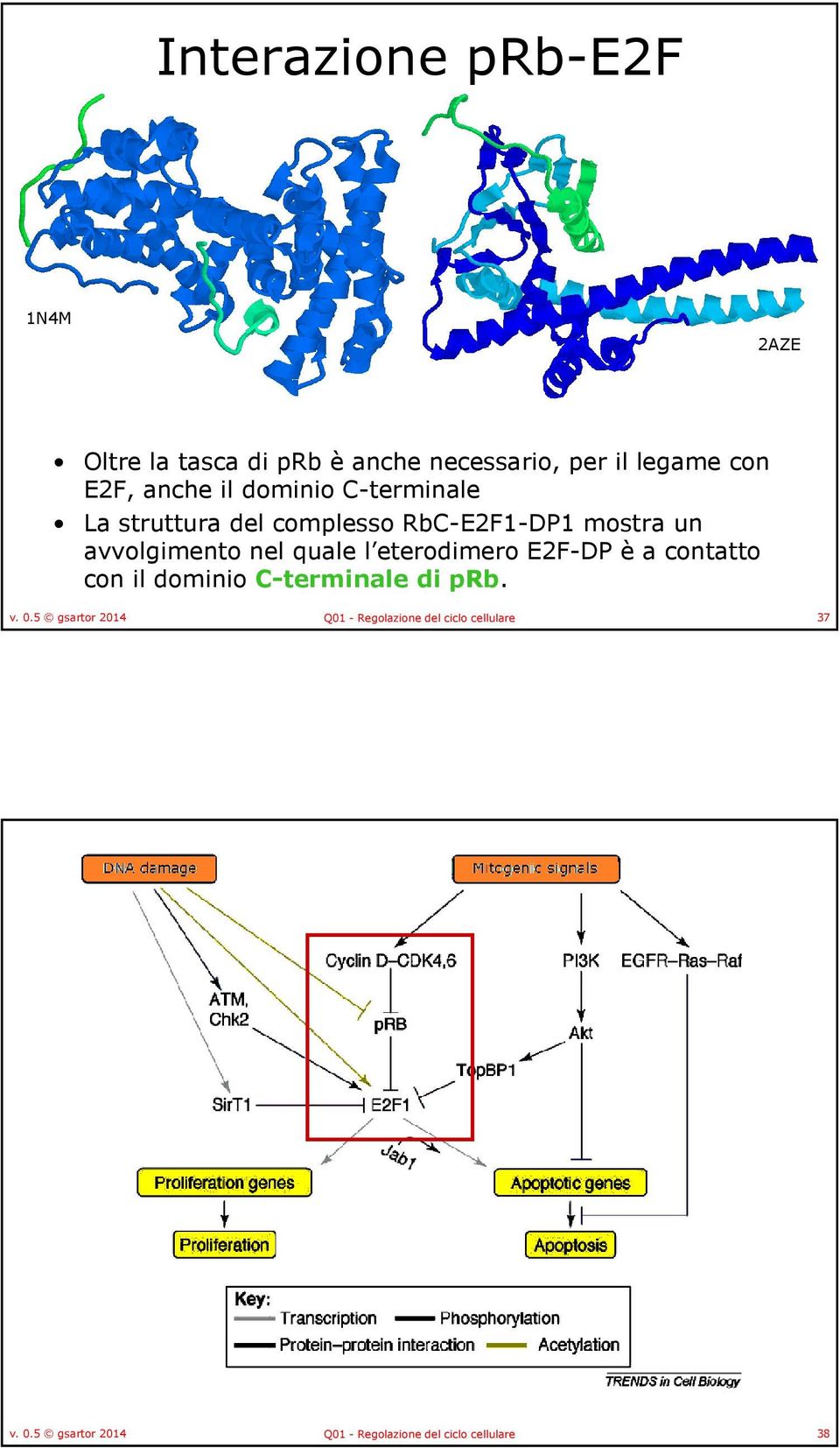 quale l eterodimero E2F-DP è a contatto con il dominio C-terminale di prb. v. 0.