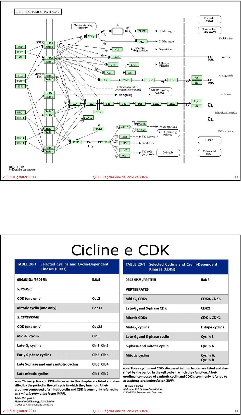 13 Cicline e CDK   14