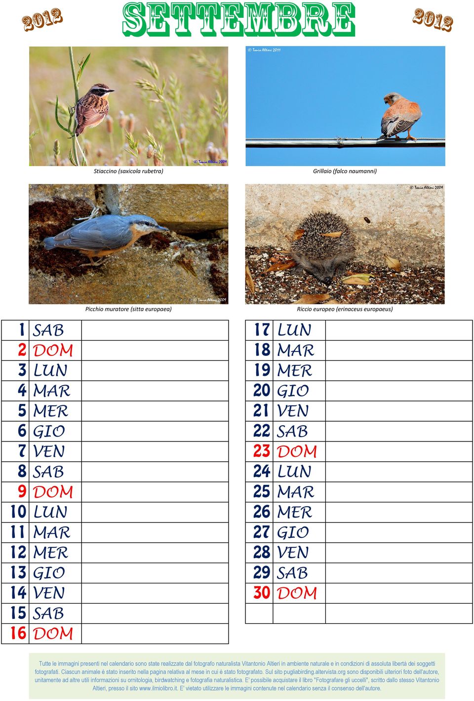 Picchio muratore (sitta europaea)