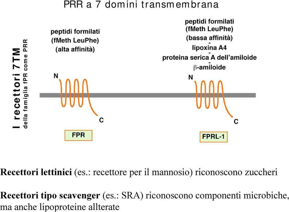 : recettore per il mannosio) riconoscono zuccheri Recettori