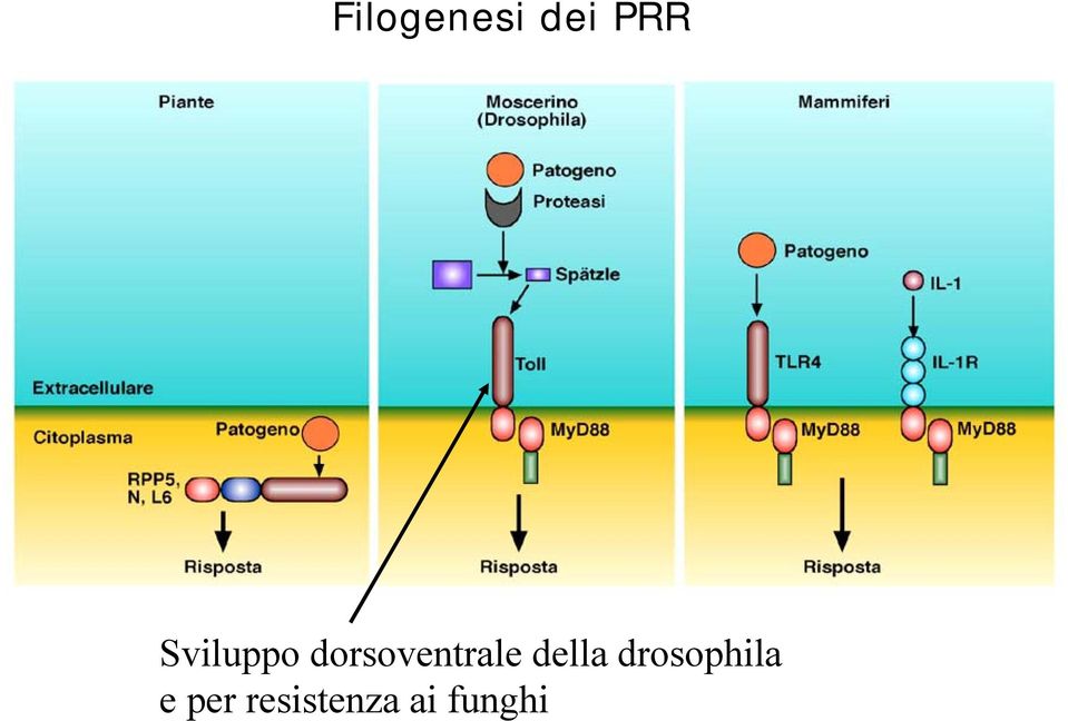 dorsoventrale della