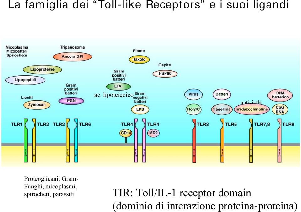 Funghi, micoplasmi, spirocheti, parassiti TIR: