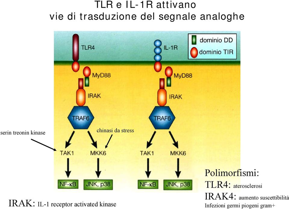 IL-1 receptor activated kinase Polimorfismi: TLR4: