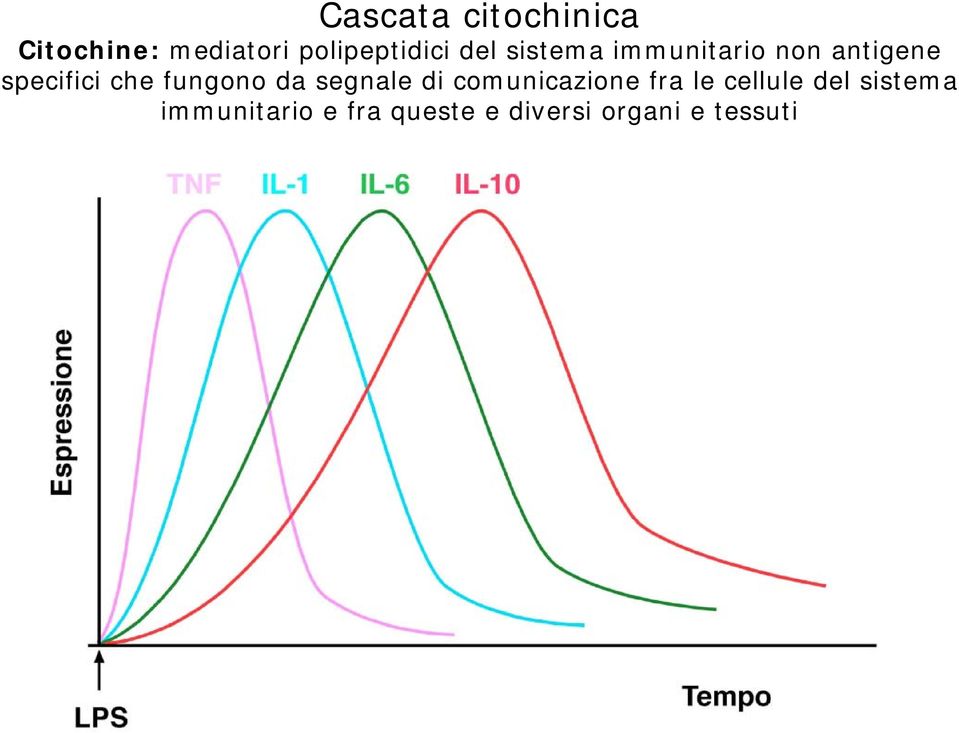 fungono da segnale di comunicazione fra le cellule del