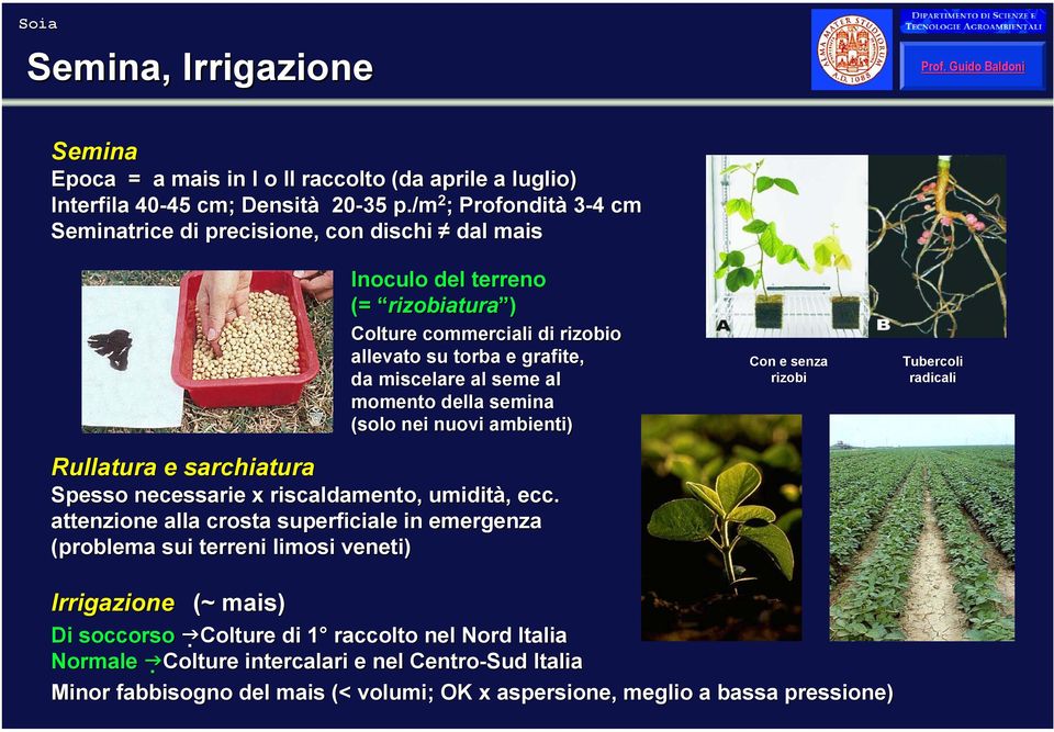 al momento della semina (solo nei nuovi ambienti) Rullatura e sarchiatura Spesso necessarie x riscaldamento, umidità,, ecc.