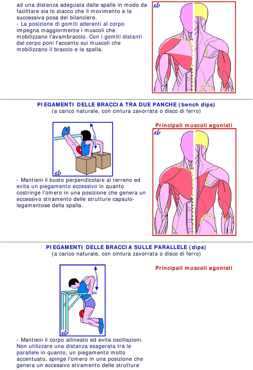 Con i gomiti distanti dal corpo poni l'accento sui muscoli che PIEGAMENTI DELLE BRACCIA TRA DUE PANCHE (bench dips) (a carico naturale, con cintura zavorrata o disco di ferro) - Mantieni il busto