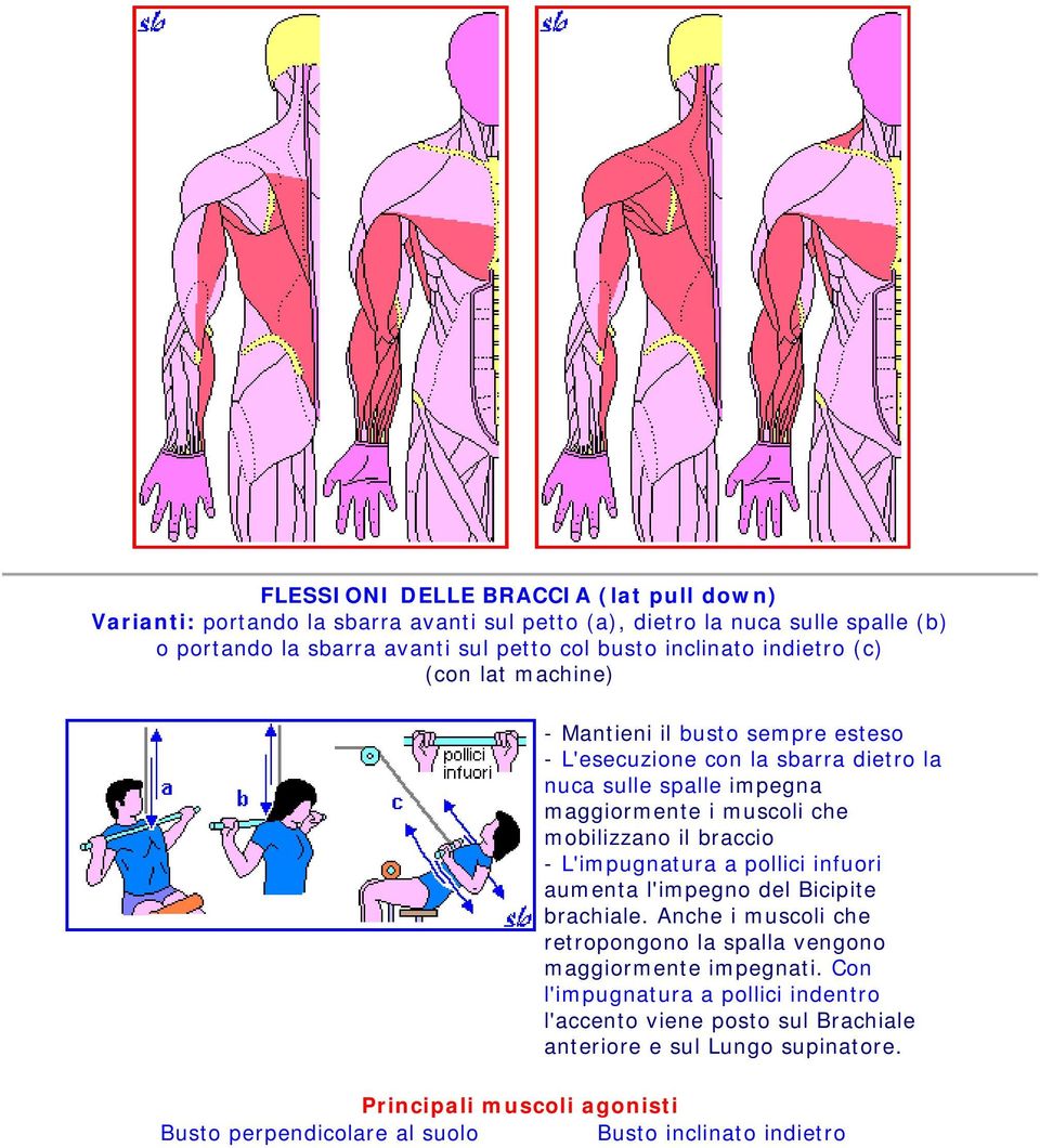 che mobilizzano il braccio - L'impugnatura a pollici infuori aumenta l'impegno del Bicipite brachiale.