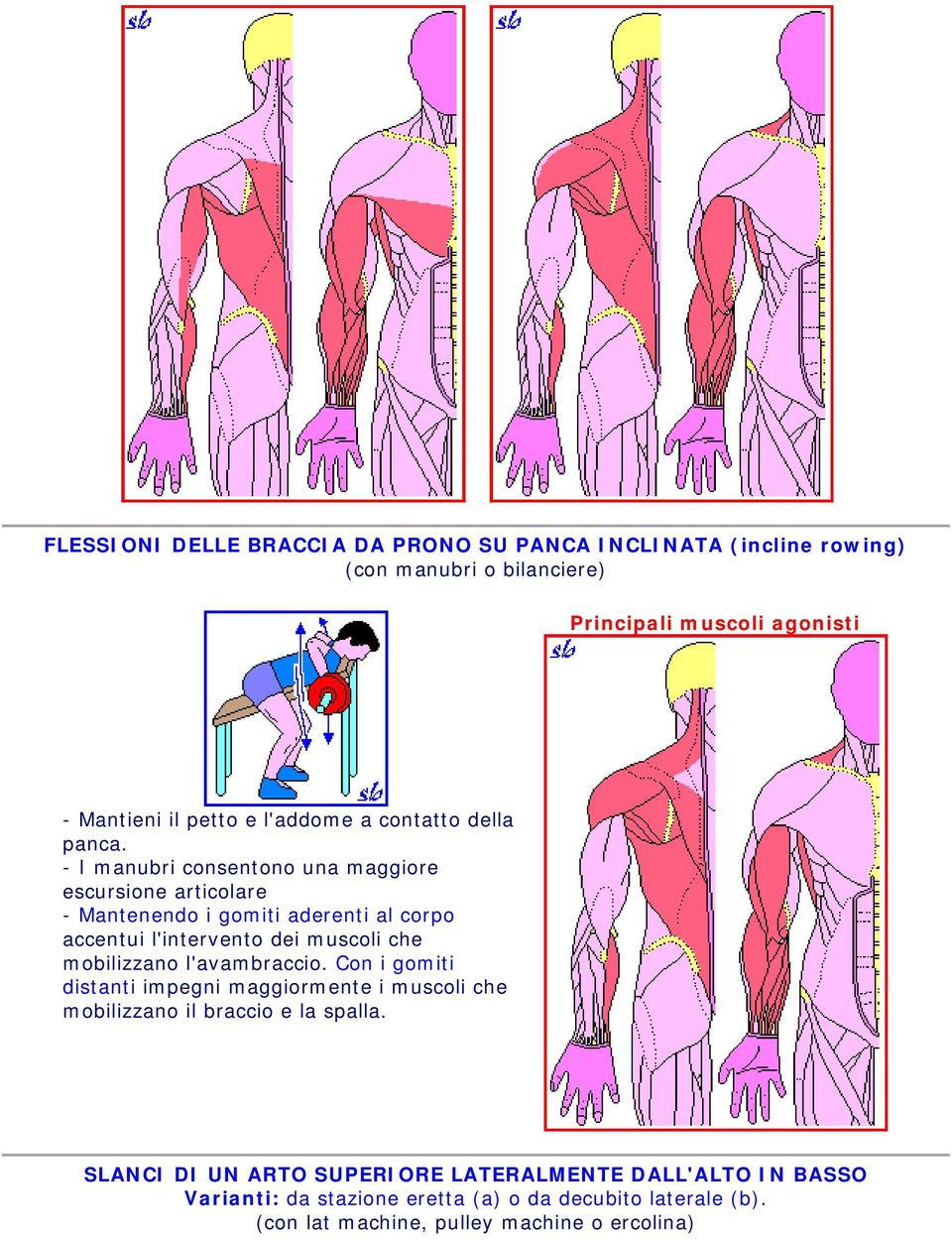 - I manubri consentono una maggiore escursione articolare - Mantenendo i gomiti aderenti al corpo accentui l'intervento dei muscoli