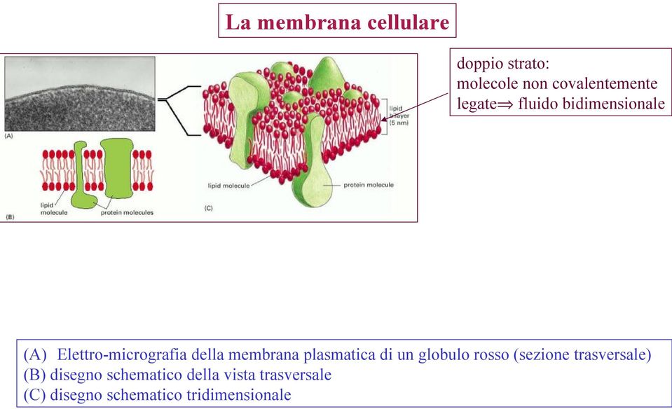 plasmatica di un globulo rosso (sezione trasversale) (B) disegno