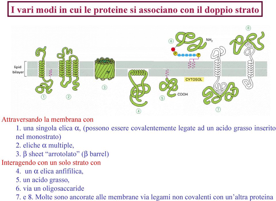 eliche α multiple, 3. β sheet arrotolato (β barrel) Interagendo con un solo strato con 4.