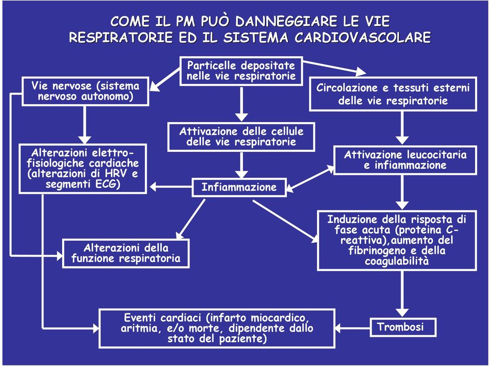 delle vie respiratorie Infiammazione Attivazione leucocitaria e infiammazione Alterazioni della funzione respiratoria Induzione della risposta di fase acuta