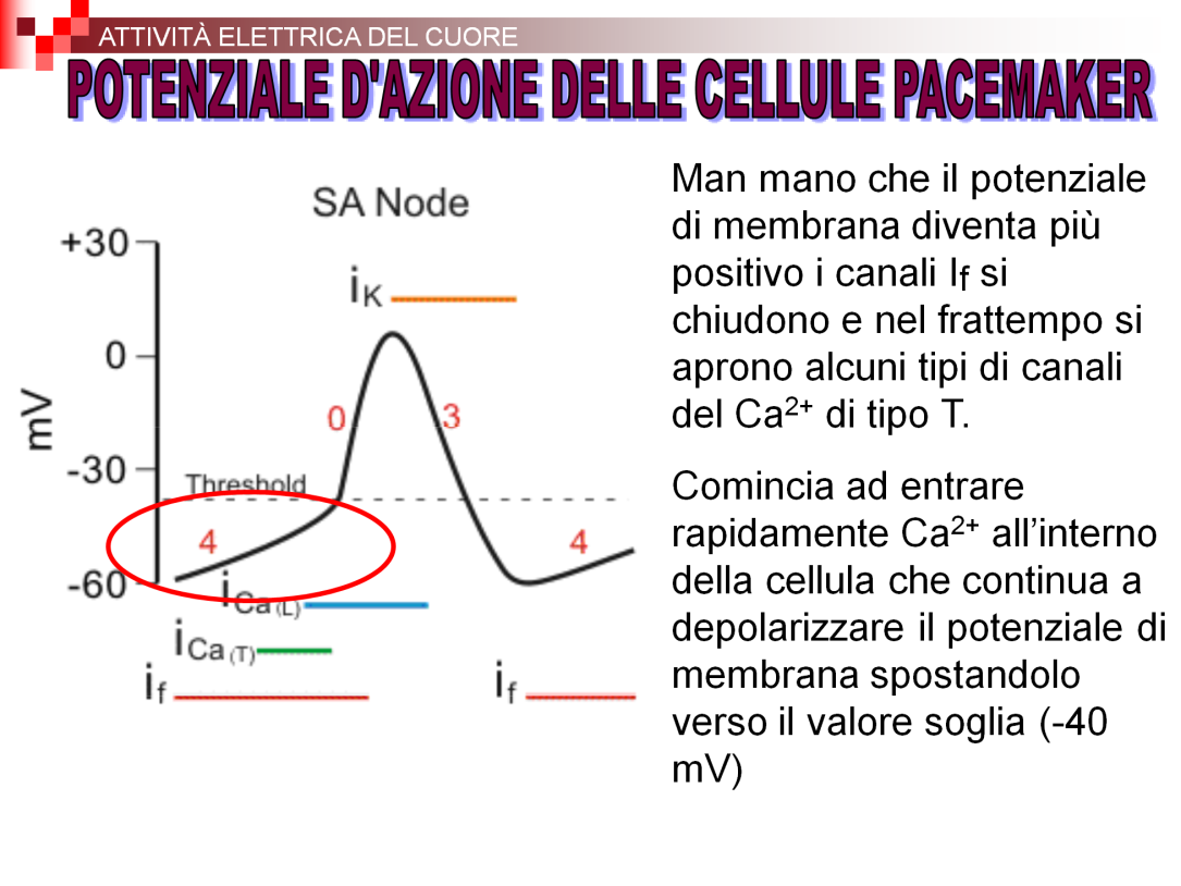 Man mano che il potenziale di membrana diventa più positivo i canali If gradualmente si chiudono e alcuni canali per il Ca2+ si aprono.