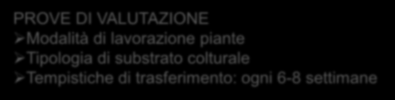 Fasi della micropropagazione: II MOLTIPLICAZIONE ripetuta moltiplicazione in vitro dei germogli, attraverso periodiche subcolture che prevedono la suddivisione dei germogli e il loro trasferimento su