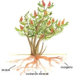 La funzione della radice: Assorbimento: la radice è in grado si assorbire acqua e sali minerali dal terreno, l insieme di queste sostanze forma la