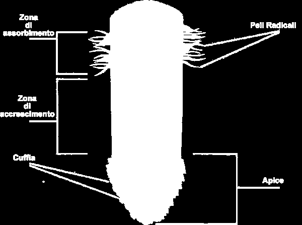 Come è fatta? La zona apicale è in continuo accrescimento perché fatta da cellule giovani in grado di riprodursi in continuazione determinando l allungamento della radice.