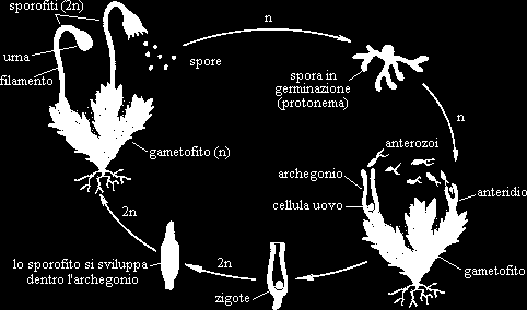 Briofite: muschi ed epatiche Il loro ciclo riproduttivo: Una piantina semina le spore, da cui si generano nuovi