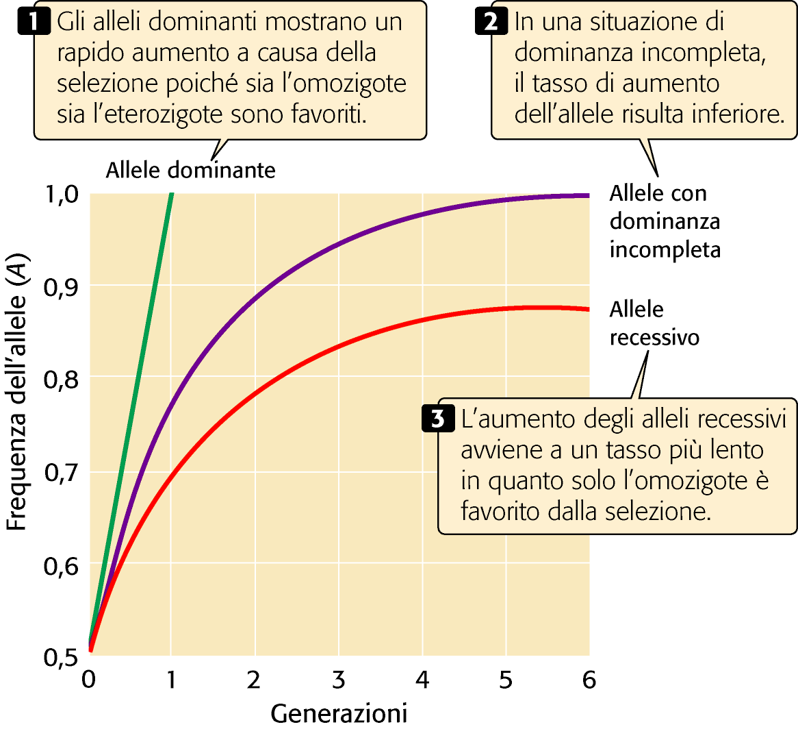 BILANCIAMENTO SELEZIONEMUTAZIONE Le frequenze alleliche possono raggiungere l'equilibrio quando l'introduzione di