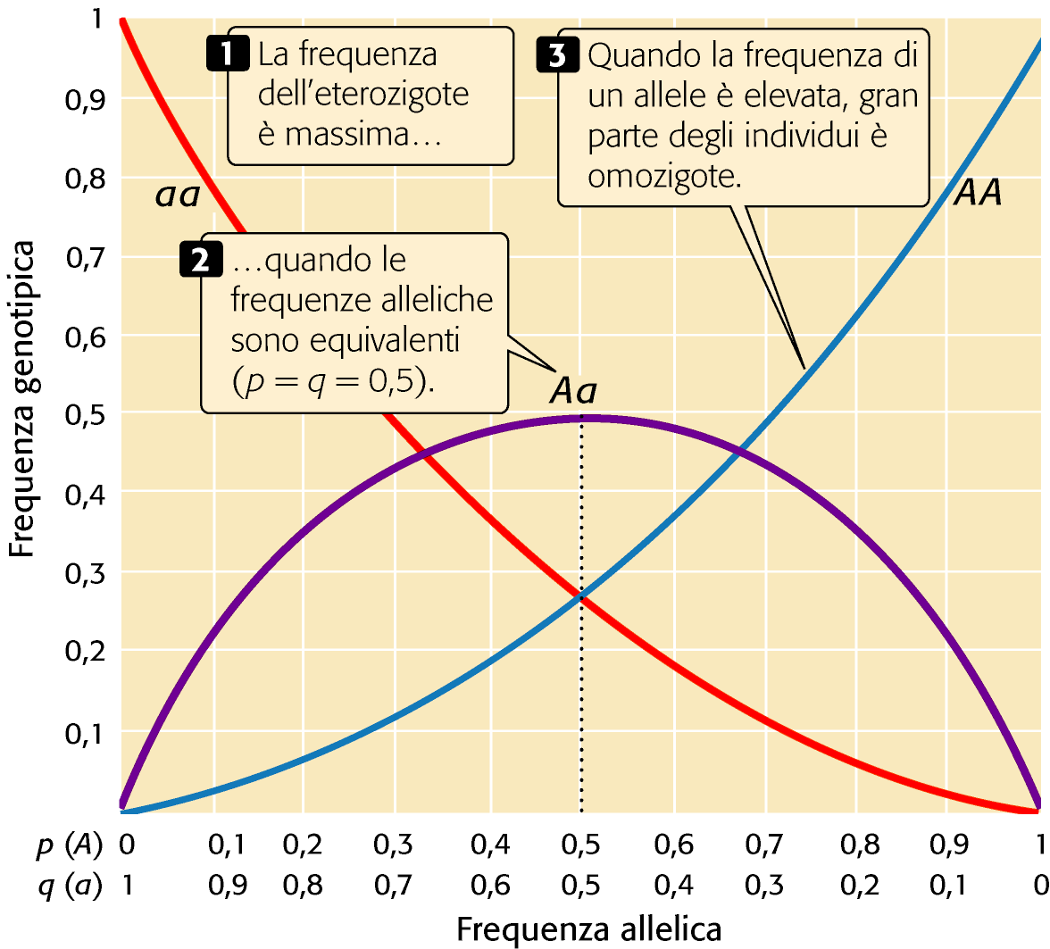 In una popolazione in equilibrio di HW le proporzioni dei genotipi sono