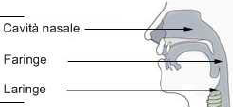 Il faringe è una camera comune al sistema respiratorio e a quello digerente in quanto