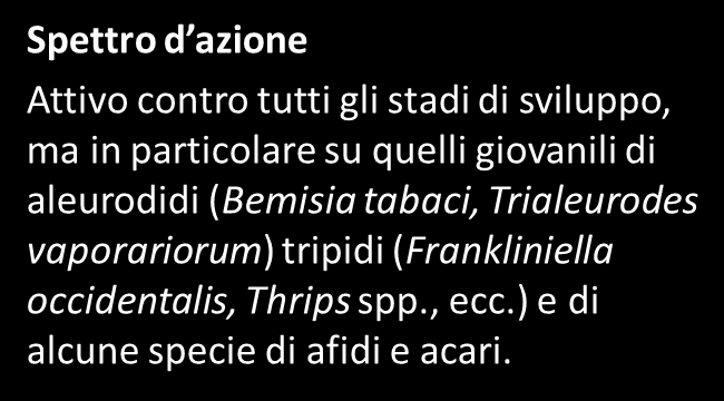 GHA, un fungo con proprietà entomopatogeni in grado di