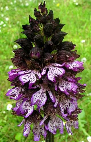 Orchis purpurea 07-10