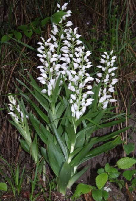 Cephalanthera