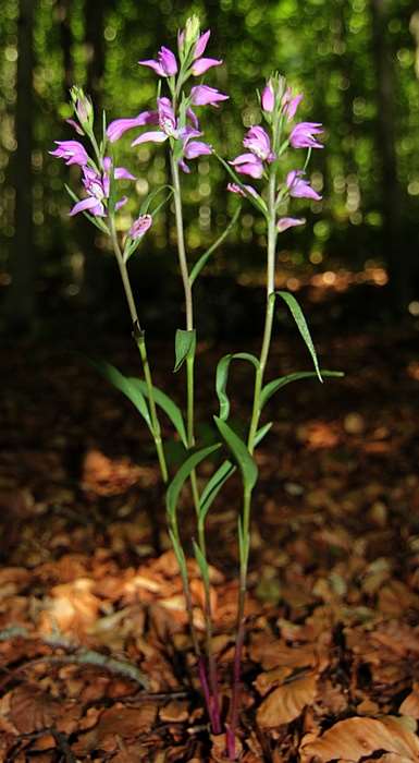 Cephalanthera